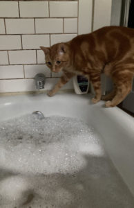 Lizzie's orange cat purchases on the edge of the bathtub. 
